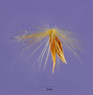 Pacific Island Silvergrass (Miscanthus floridulus)