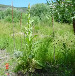 Common Mullein (Verbascum thapsus)