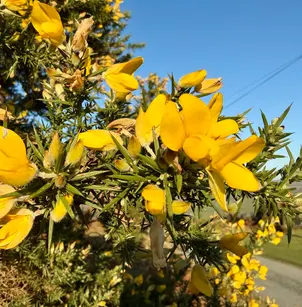 Common Gorse (Ulex europaeus)