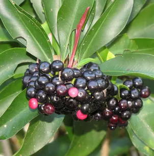 Shoebutton (Ardisia elliptica)