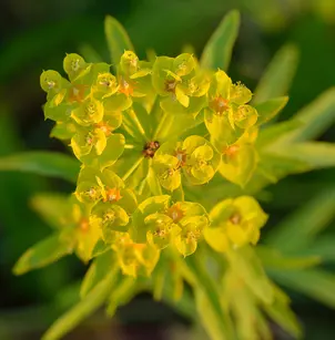 Leafy Spurge (Euphorbia esula)