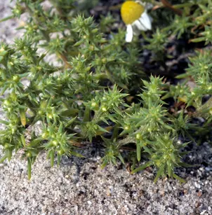 Russian Thistle (Salsola kali)