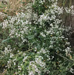 Broadleaved Pepperweed (Lepidium latifolium)