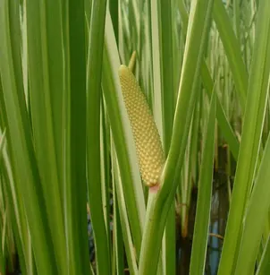 Sweet Flag (Acorus calamus)