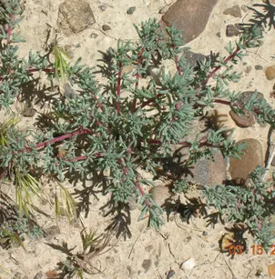 Saltlover (Halogeton glomeratus)