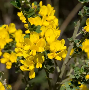 French Broom (Genista monspessulana)