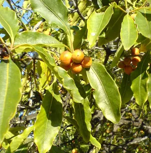 Victorian Box (Pittosporum undulatum)