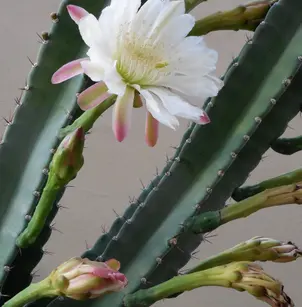 Night Blooming Cereus (Cereus hildmannianus)