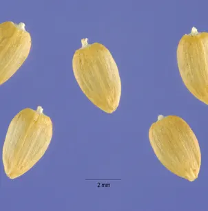 Hardheads (Acroptilon repens)