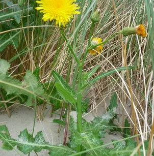 Field Sowthistle (Sonchus arvensis)