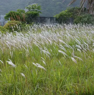 Blood Grass (Imperata cylindrica)