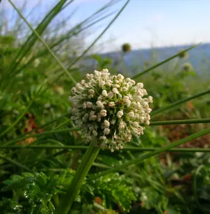 Biddy-Biddy (Acaena novae-zelandiae)