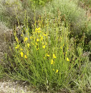Spanish Broom (Spartium junceum)