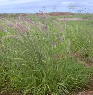 Fountain Grass (Pennisetum setaceum)
