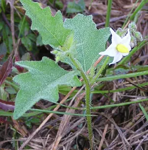 Carolina Horsenettle (Solanum carolinense)