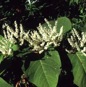 Japanese Knotweed (Fallopia japonica)