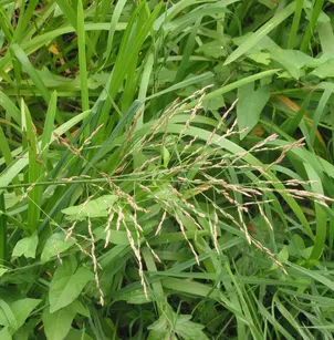 Reed Mannagrass (Glyceria maxima)
