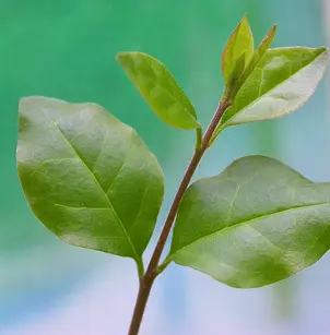 Chinese Privet (Ligustrum sinense)