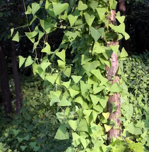 Asiatic Tearthumb (Persicaria perfoliata)