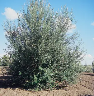 White Poplar (Populus alba)