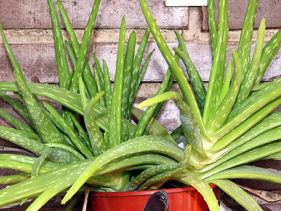 Aloe vera (Aloe vera)