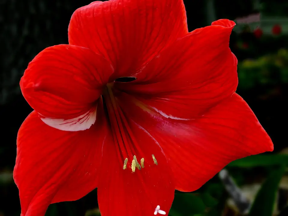 Amaryllis (Hippeastrum)