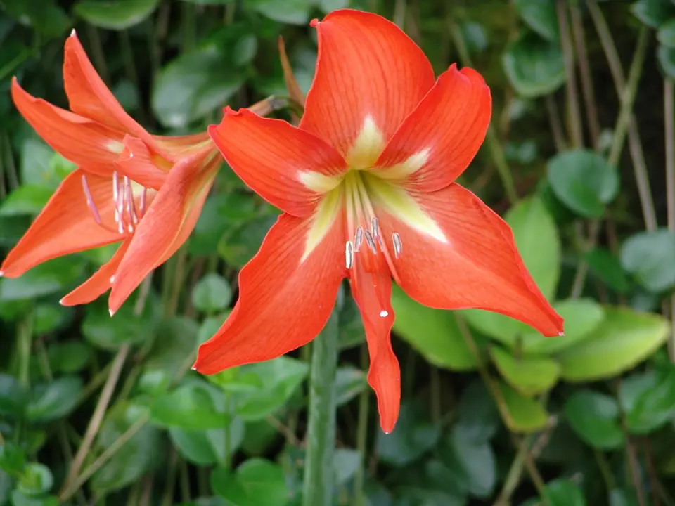 Amaryllis (Amaryllis spp.)