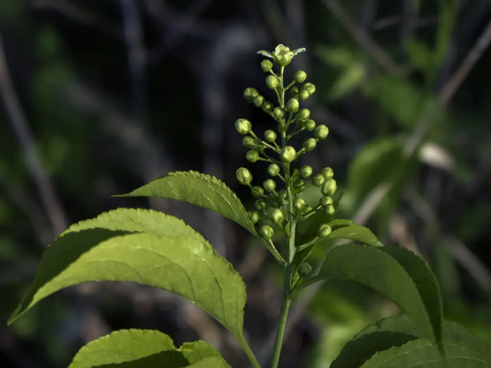 American bittersweet (Celastrus scandens)