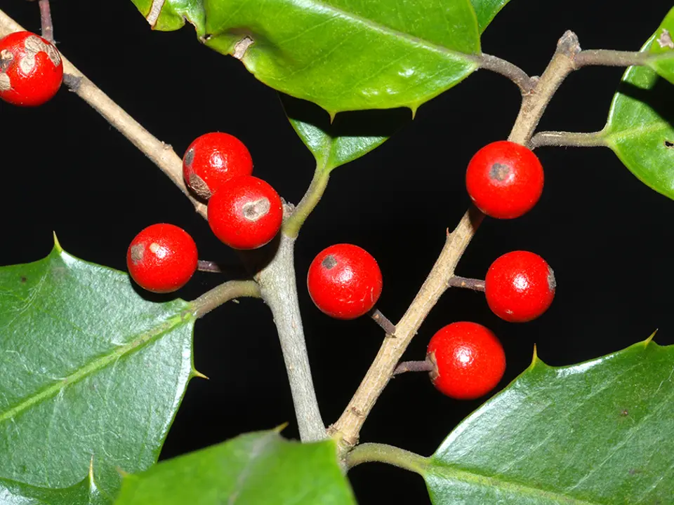American holly (Ilex opaca)