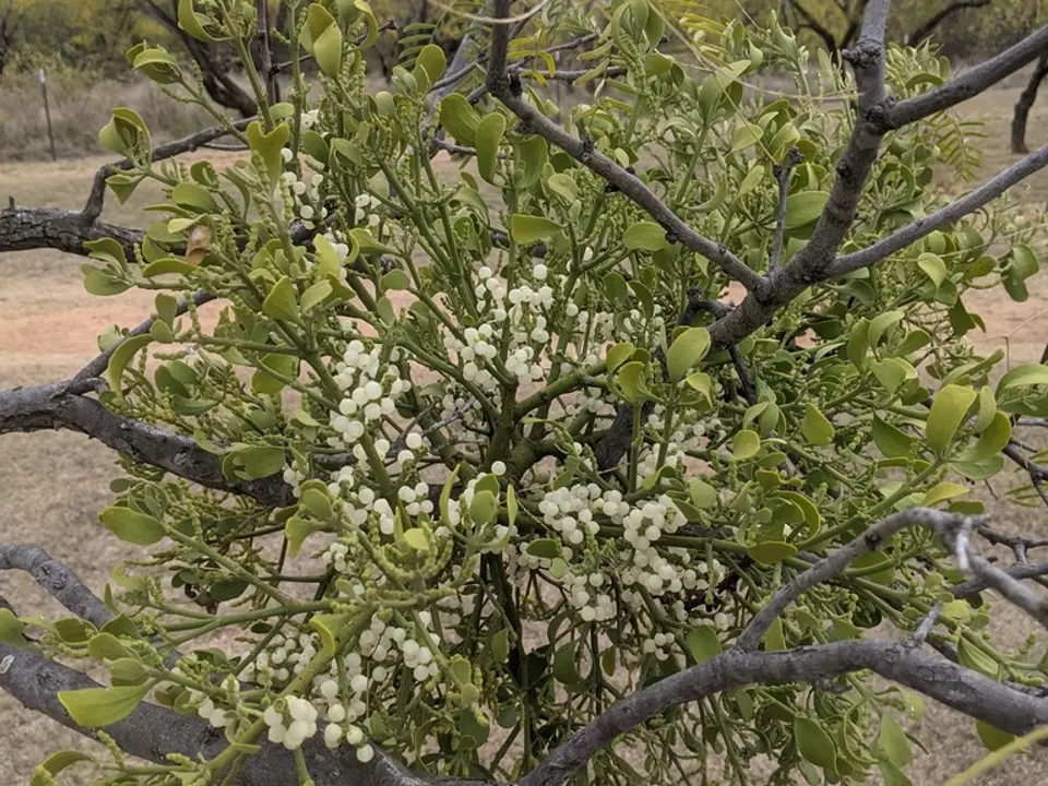 American mistletoe (Phoradendron flavescens)