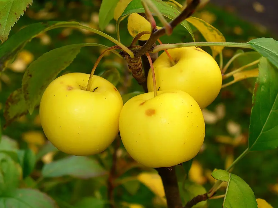 Apple (Malus sylvestrus)