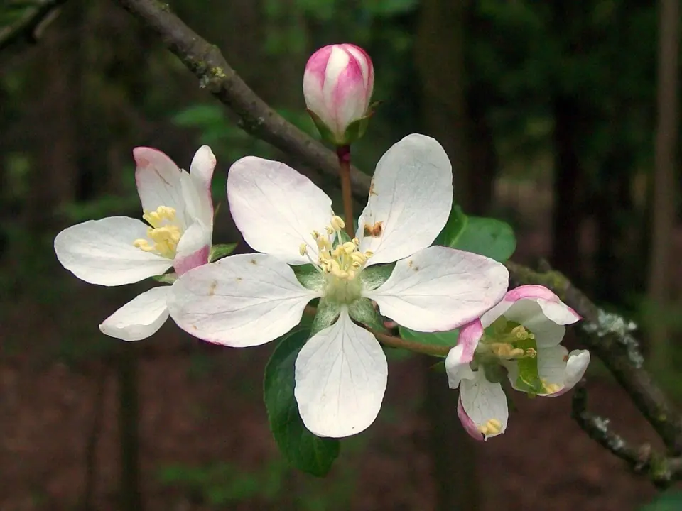 Apples (Malus spp.)