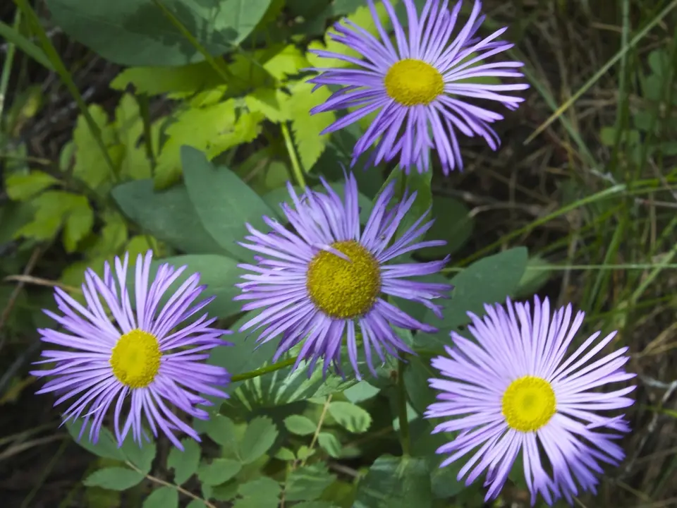 Aspen fleabane (Erigeron speciosus)