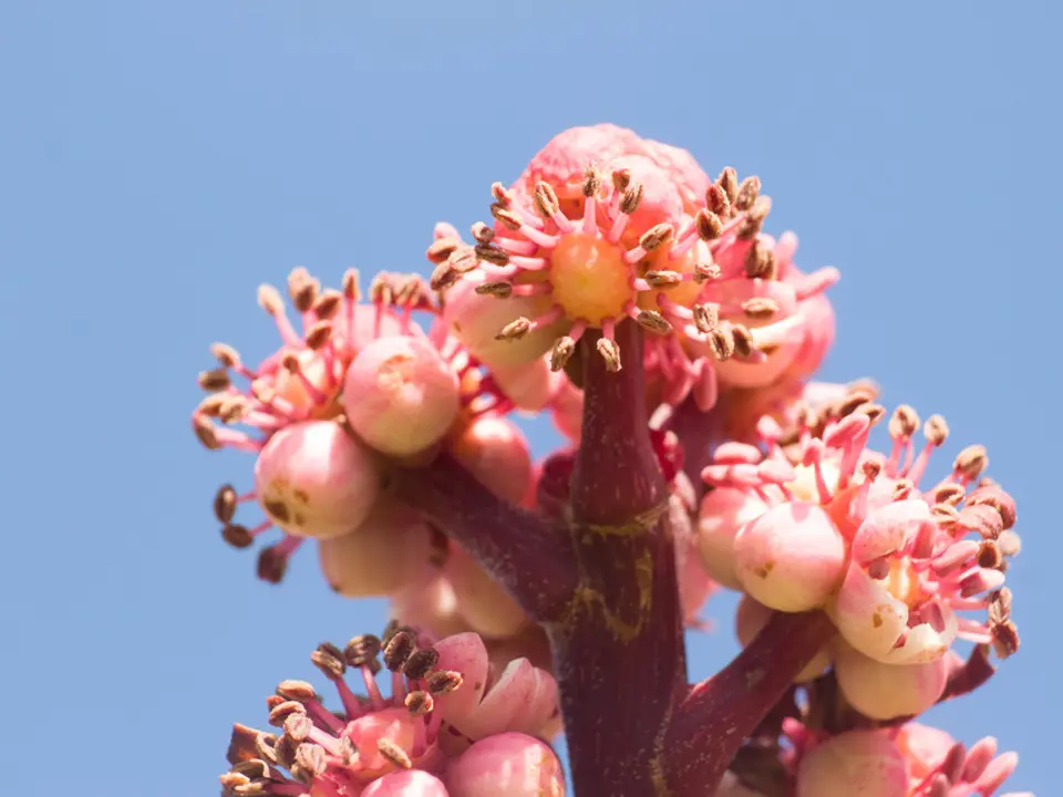 Australian umbrella tree (Schefflera actinophylla)