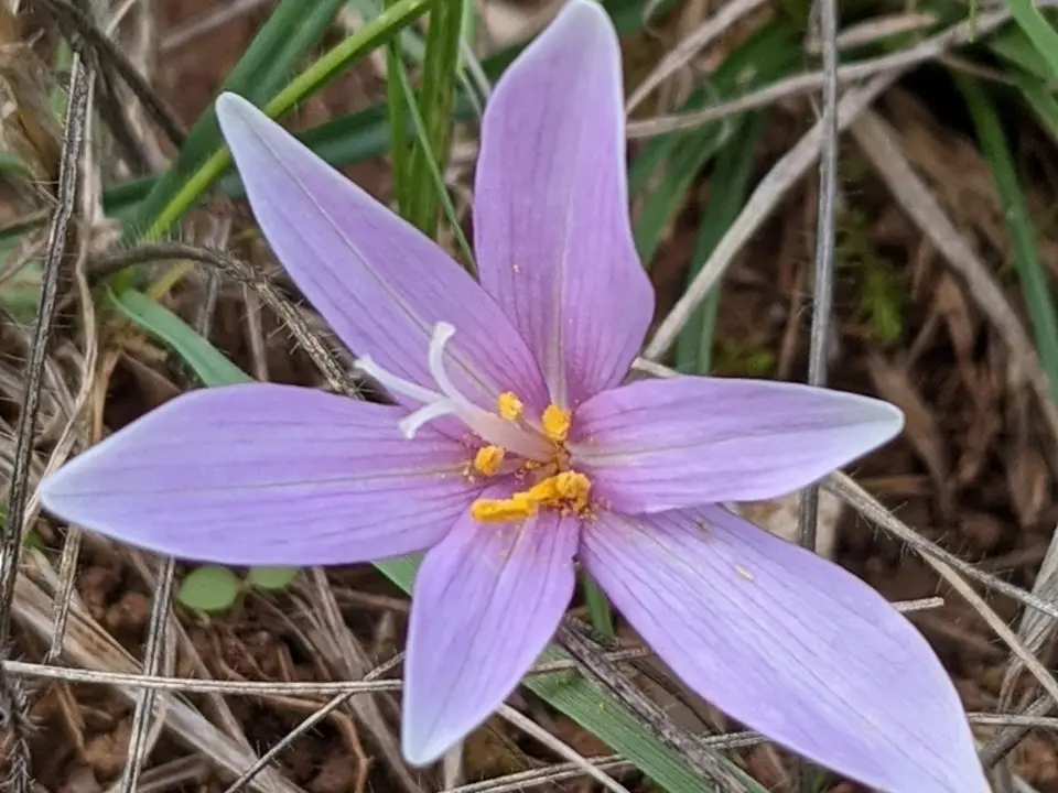 Autumn crocus (Colchicum autumnale)