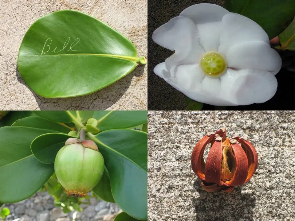 Balsam (Clusia major)