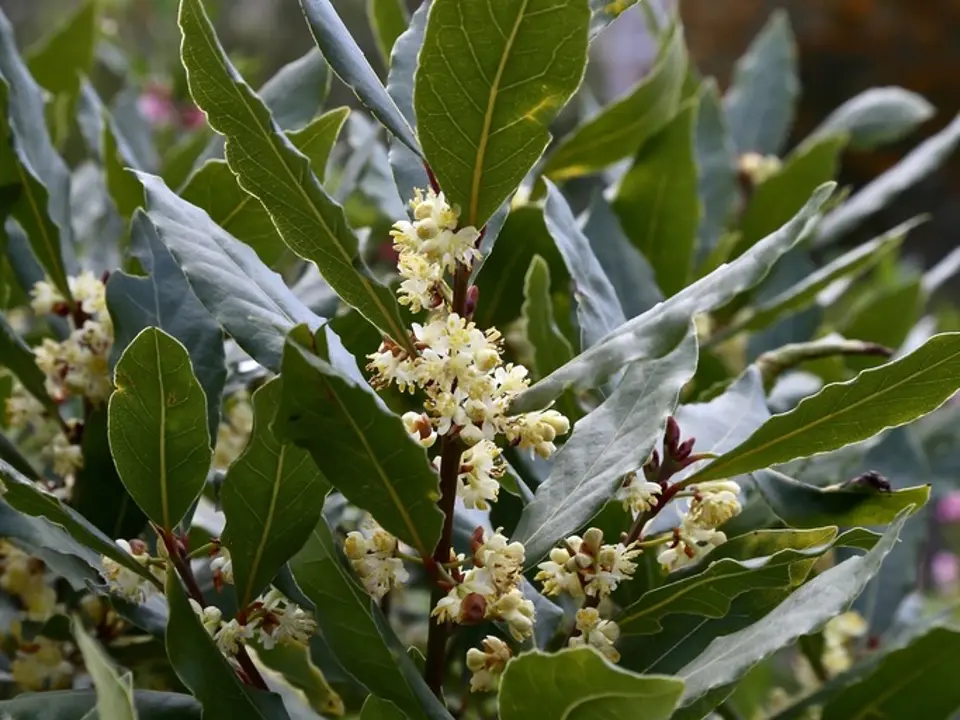 Bay laurel (Laurus nobilis)