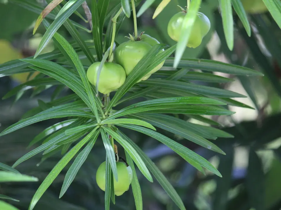 Be-still tree (Thevetia peruviana)
