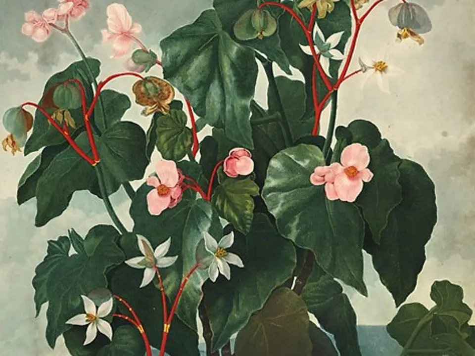 Begonias (Begonia spp.)