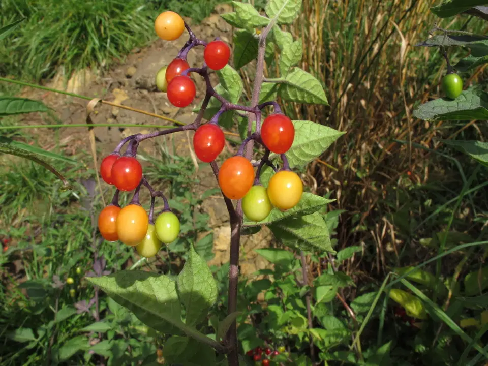 Bittersweet nightshade (Solanum dulcamara)