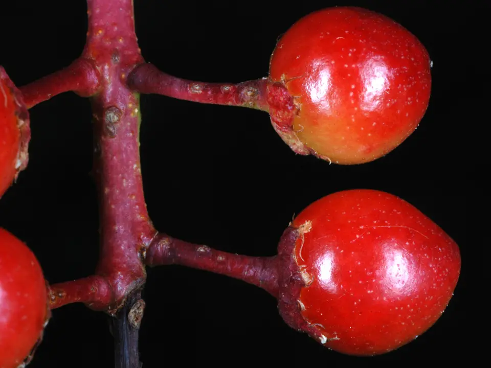 Black cherry (Prunus serotina)