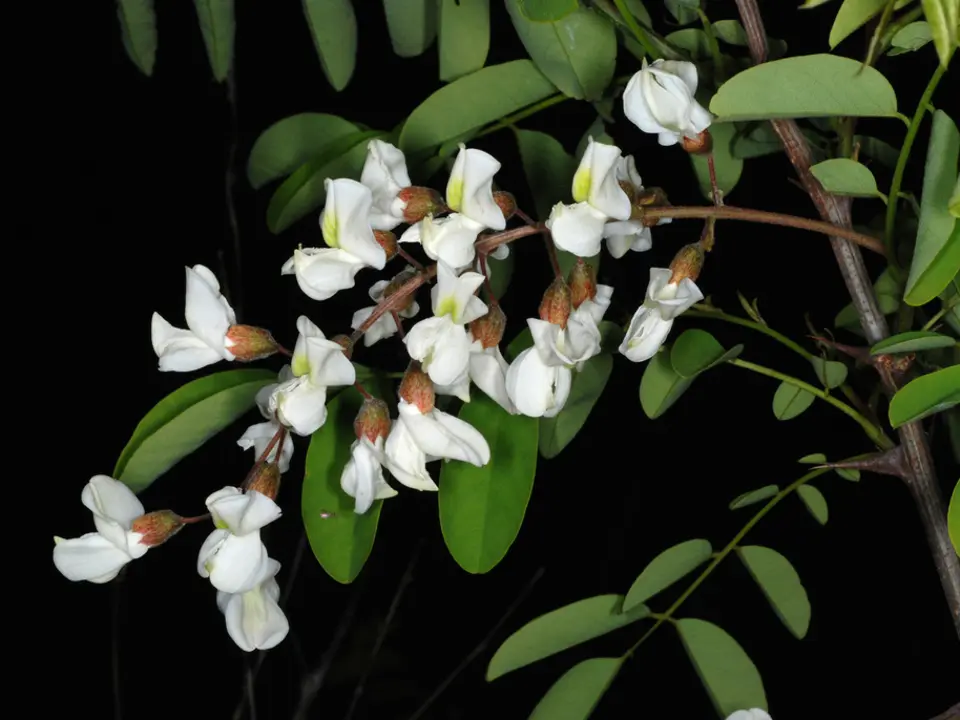 Black locust (Robinia pseudoacacia)