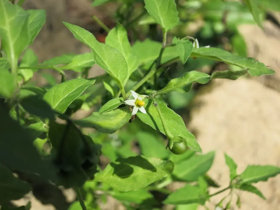 Black nightshade (Solanum nigrum)