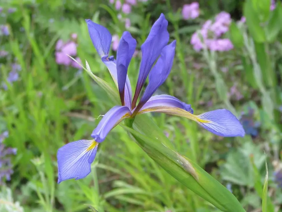Blue iris (Iris spuria)