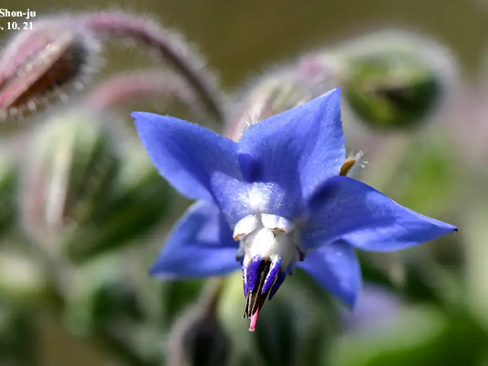 Borage (Borago officinalis)