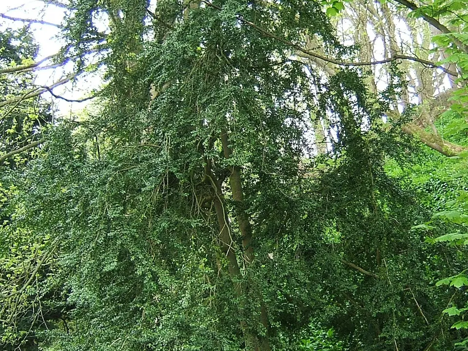 Boxwood (Buxus spp.)