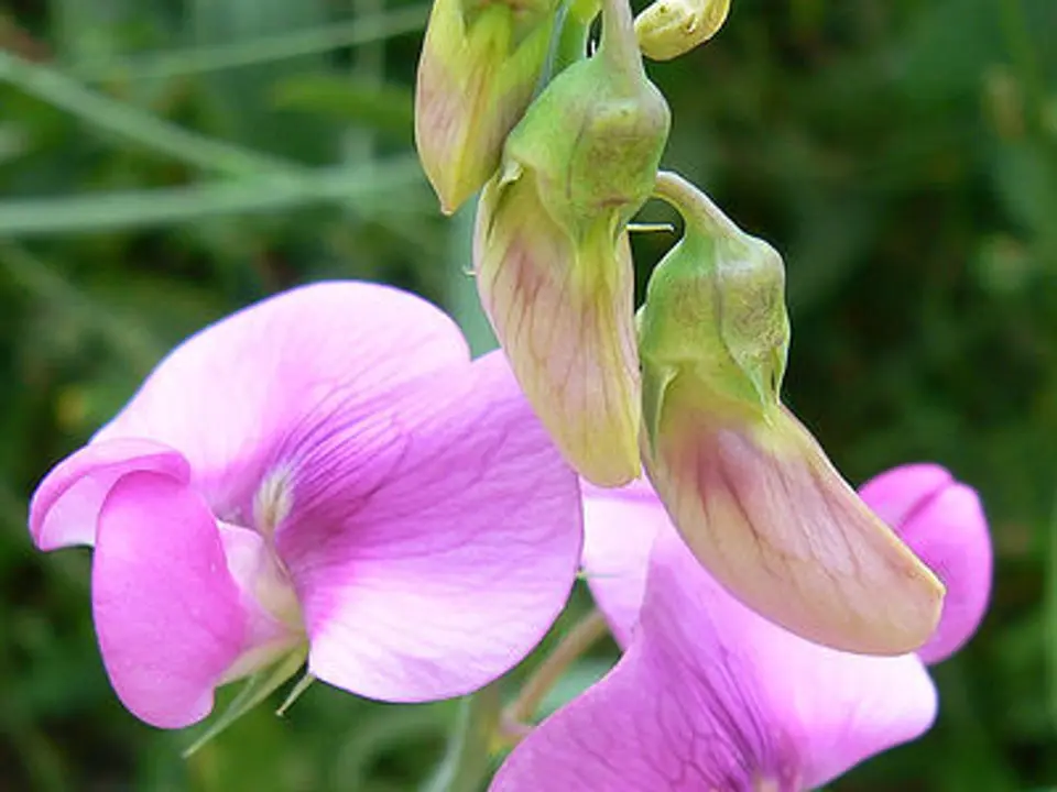 Broad-leaved sweet pea (Lathyrus latifolius)