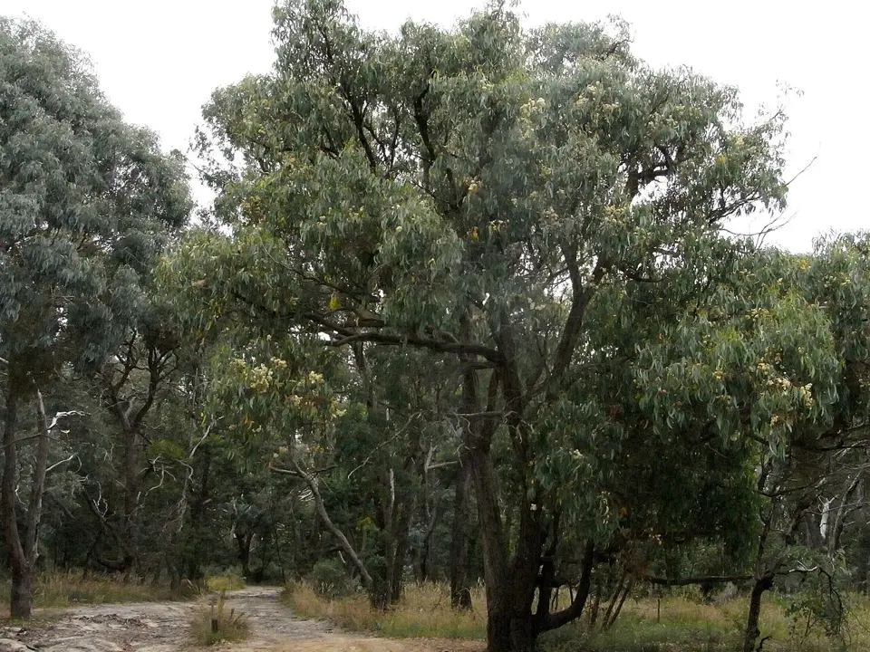 Brown-top stringybark (Eucalyptus obliqua)