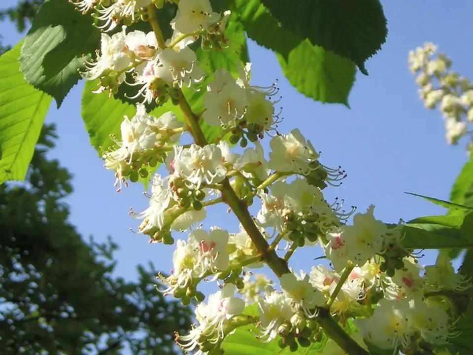 Buckeyes (Aesculus spp.)