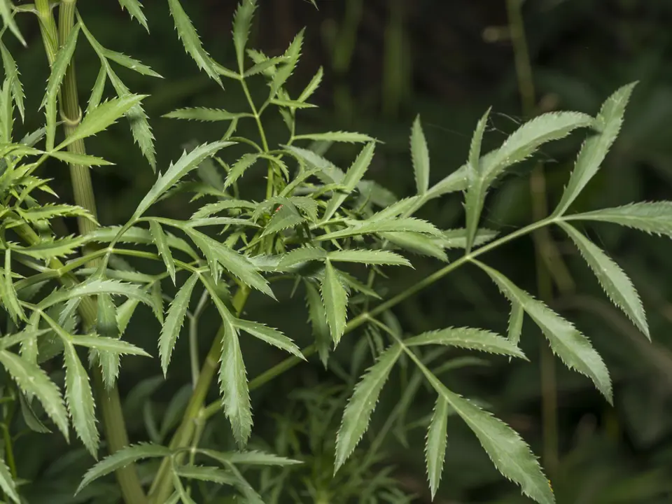 Bullwort (Ammi majus)